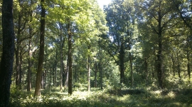 Forêt normande